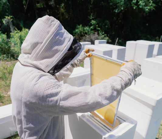 Why your bees produced no honey this year: the real reasons for poor honey harvest