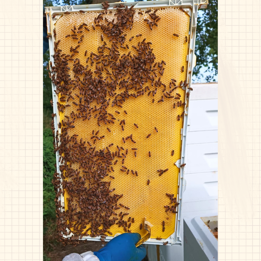 Unwaxed Plastic Foundations