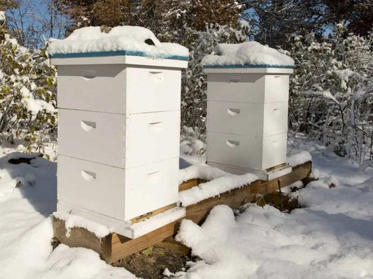 Winter prep is a scam (if you have the right hive)