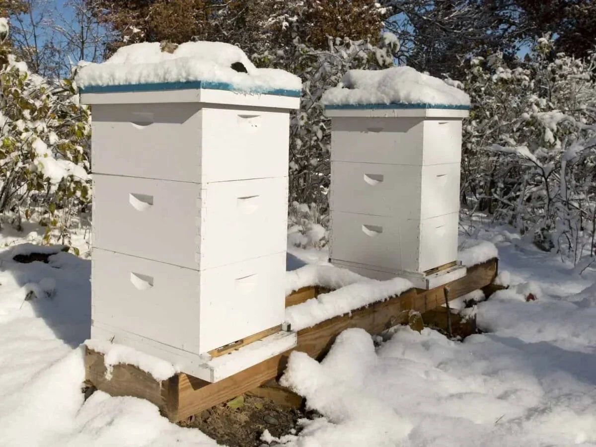Winter prep is a scam (if you have the right hive)