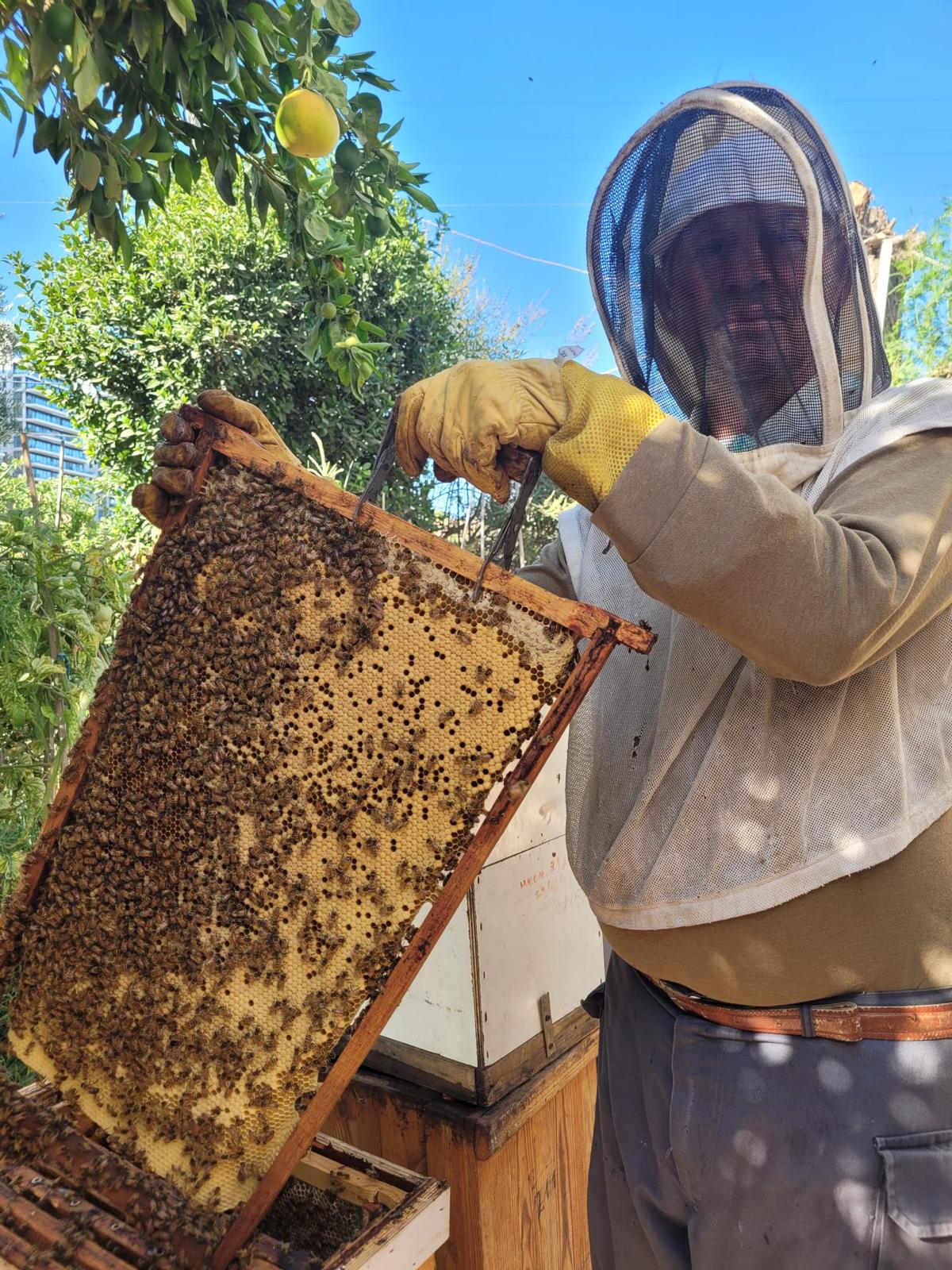 Twenty years of treatment-free beekeeping in the Negev Desert