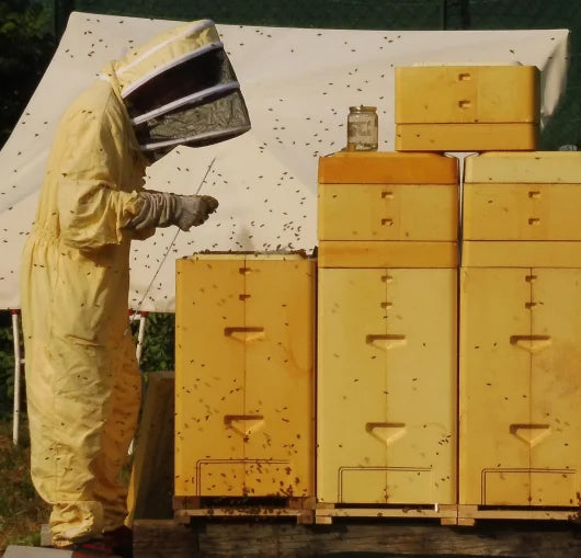 The physics of hive design: how engineering principles transform colony performance