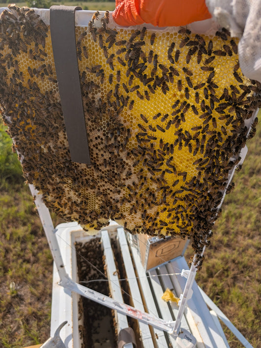 The case for clean comb: why starting fresh creates healthier, more resilient colonies