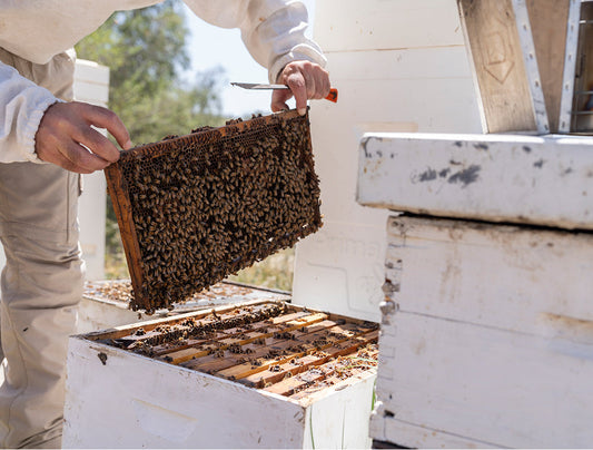 Five first-season mistakes that cause colony failure