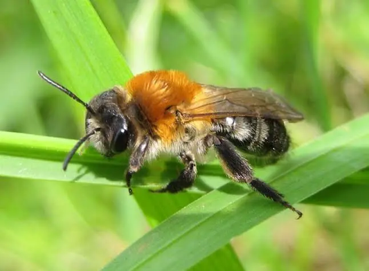 Native Bee of the Month: Solitary bees