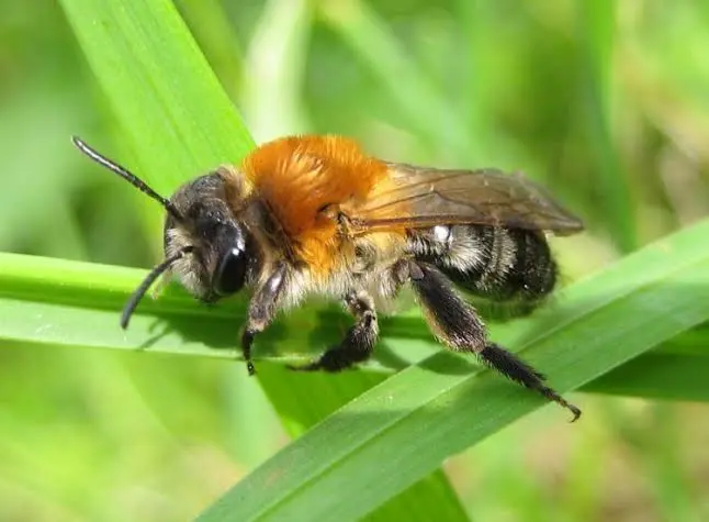 Native Bee of the Month: Solitary bees
