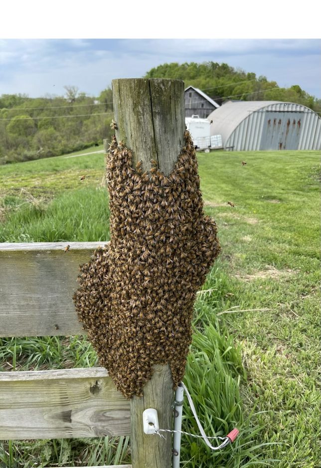 Why your bees are leaving (and how to make them stay)