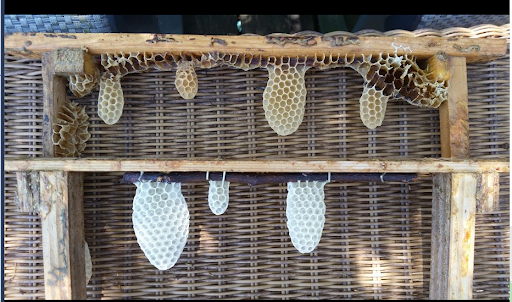 Why 1:1 sugar syrup is killing your bee colonies