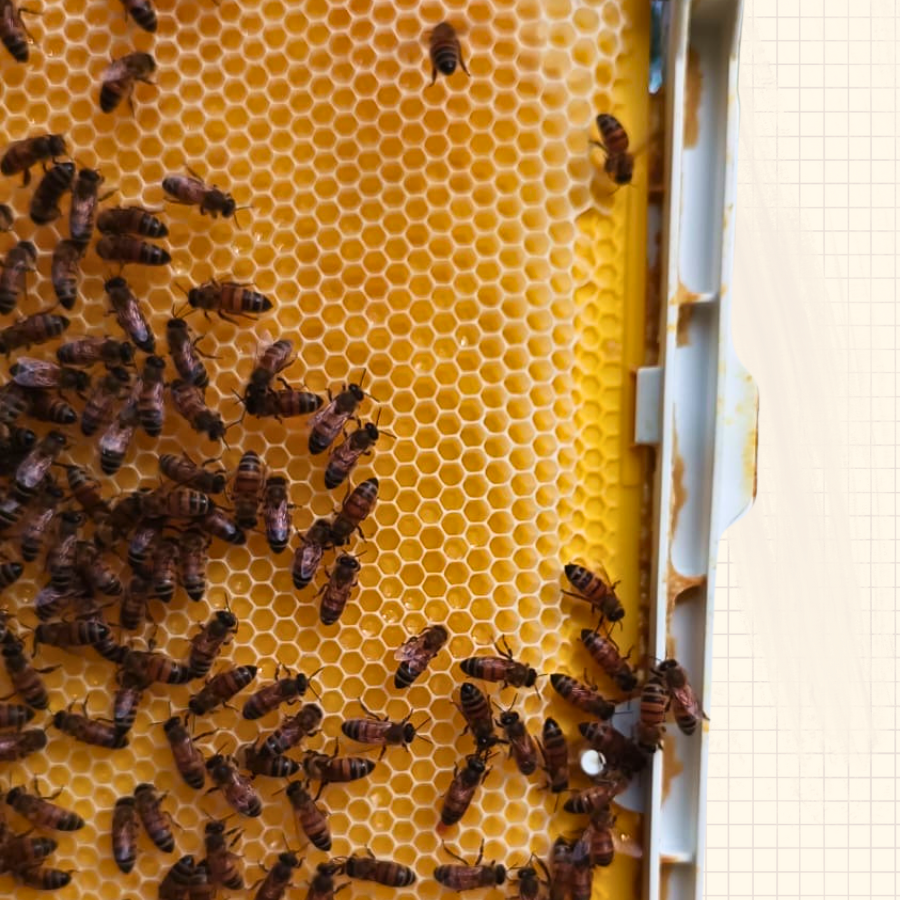 Unwaxed Plastic Foundations