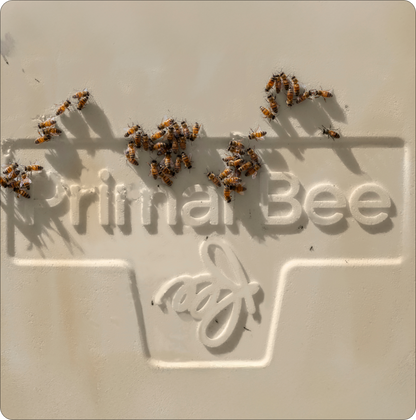 Primal Bee Hive Starter Kit