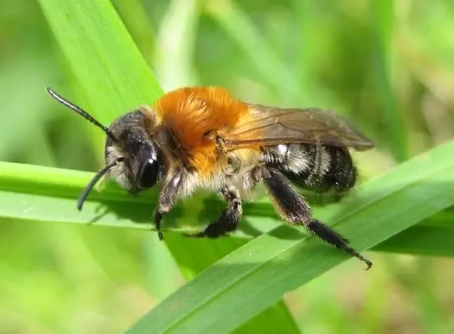 Native Bee of the Month: Solitary bees