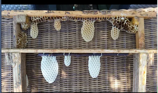 Why 1:1 sugar syrup is killing your bee colonies